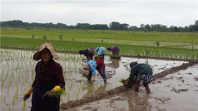 تولیدکنندگان برنج حمایت می‌شوند