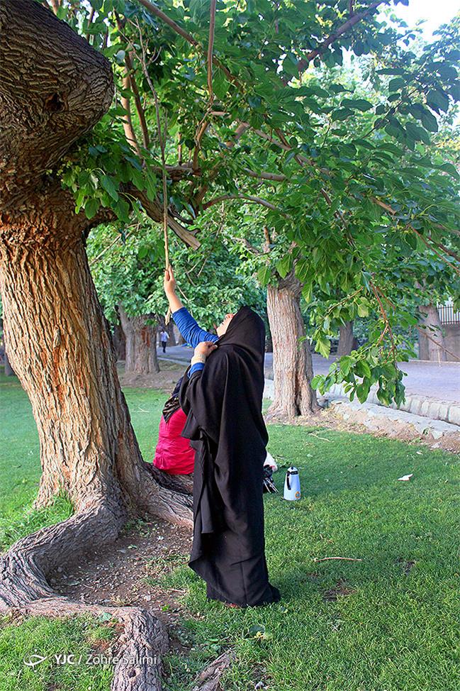 آیا توت‌های تهران سرطان زاست؟