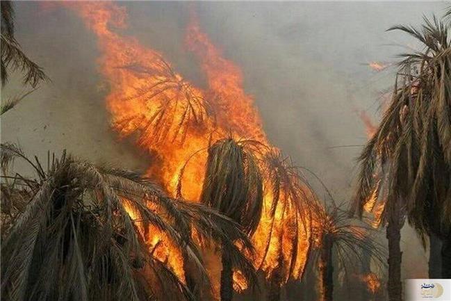 آتش در بندرعباس ۸۰۰ نخل را خاکستر کرد