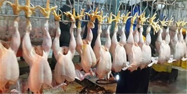 غوغای مرغ‌های تریاکی؛ رئیس دامپزشکی: تریاک در خوراک مرغ محال است