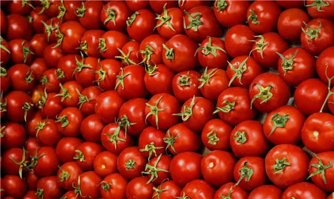 گوجه فرنگی ایران به کجا صادر می‌شود؟