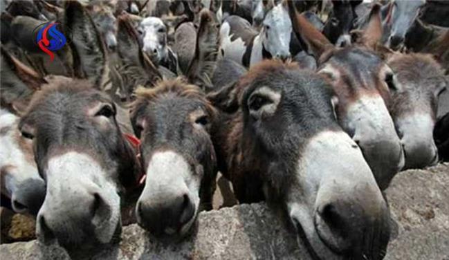 کشف ۳ تن گوشت الاغ در تهران