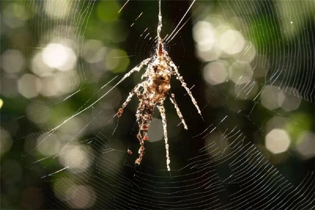 ماجرای عنکبوتی که نسخه‌ جعلی خودش را می‌بافد
