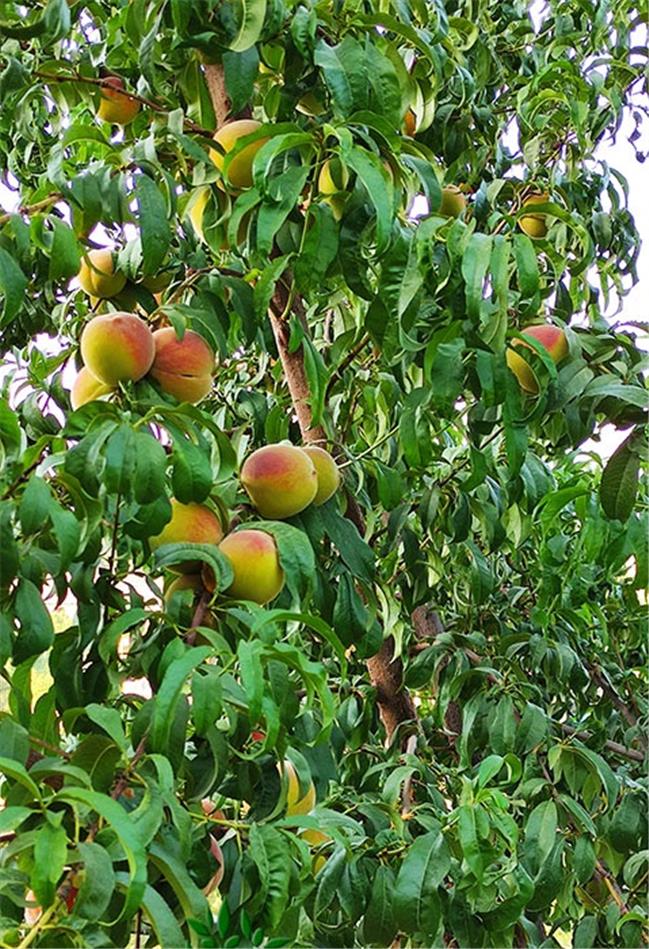 دزدی  میوه  خون به پا کرد