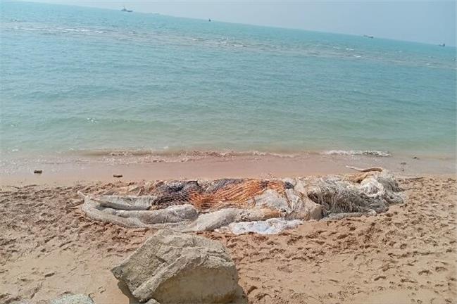 علت مرگ نهنگ 10 تنی  در بندر لنگه چه بود؟