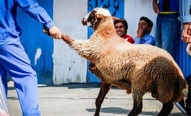 دام زنده و گوشت قرمز کیلویی چند؟