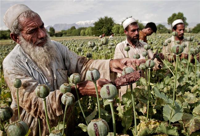 قیمت یک کیلوگرم تریاک چند؟/ تاثیر جنگ بر بازار مواد مخدر