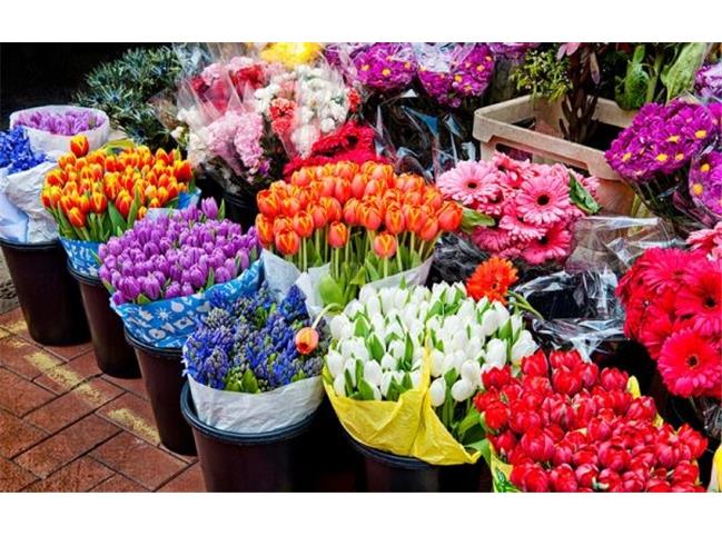 شهرداری تهران: سه بازار گل فاخر را راه‌اندازی می‌کنیم