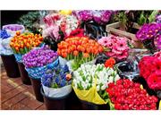 شهرداری تهران: سه بازار گل فاخر را راه‌اندازی می‌کنیم