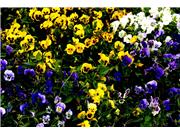 استقبال از نوروز1401 با کاشت 11 هزار متر مربع گل های بهاری در منطقه 13