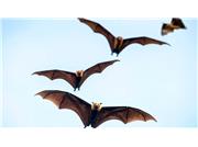 علت حضور خفاش‌ها در تهران