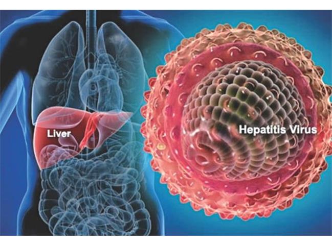 هپاتیت دلتا چیست + راه‌های انتقال